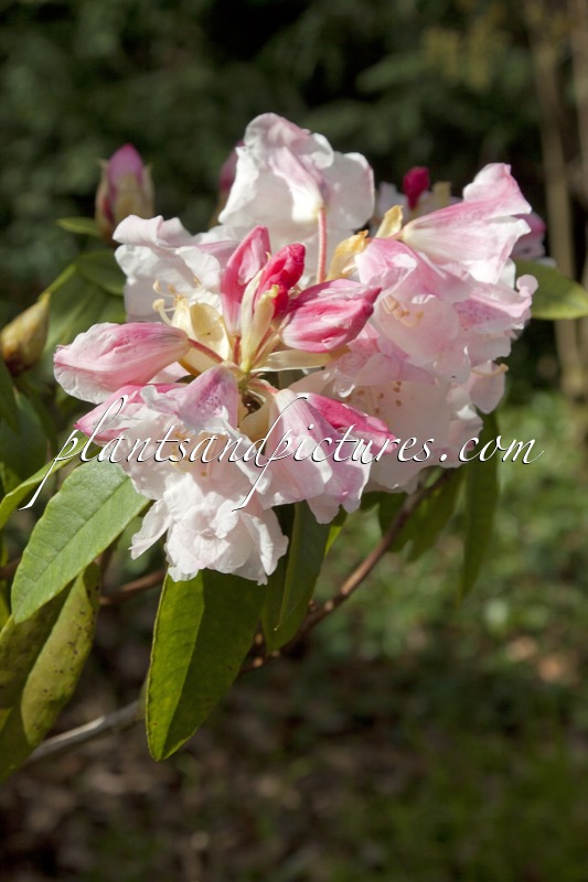 Rhododendron morii