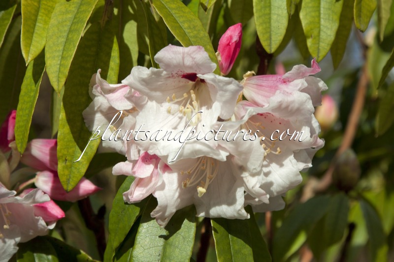 Rhododendron morii