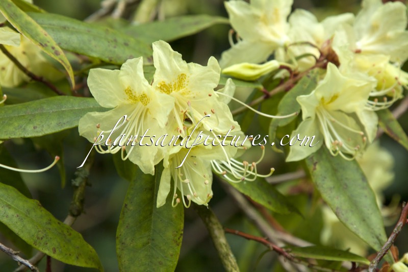 Rhododendron lutescens
