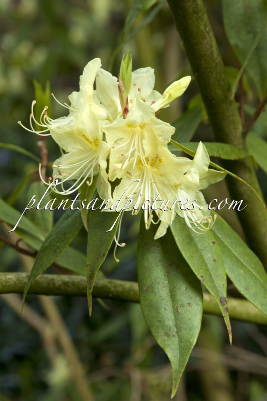 Rhododendron lutescens
