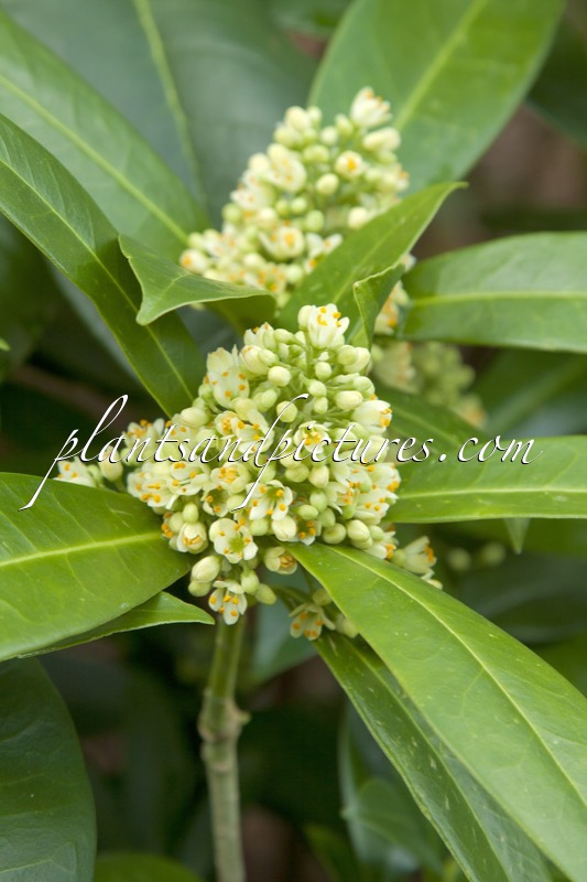 Skimmia confusa ‘Kew Green’