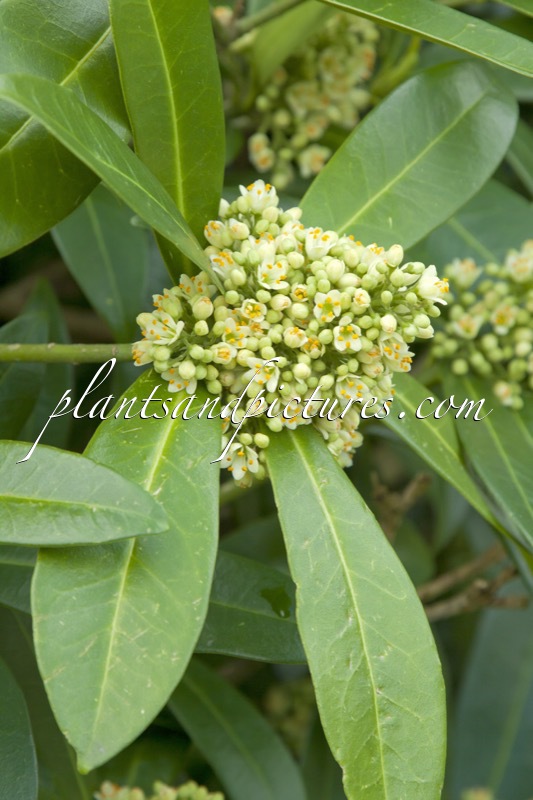 Skimmia confusa ‘Kew Green’