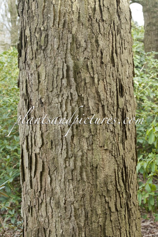 Quercus alba f. elongata