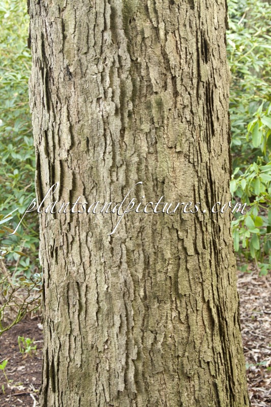 Quercus alba f. elongata