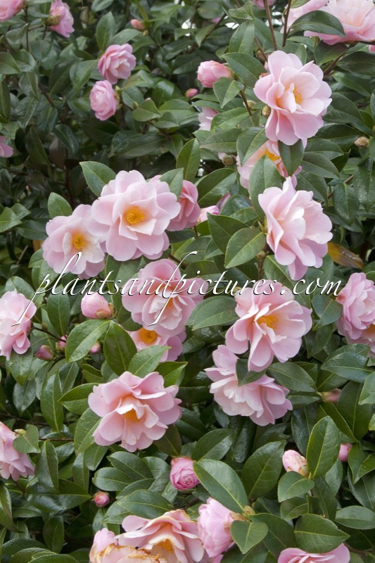 Camellia ‘Barbara Clark’