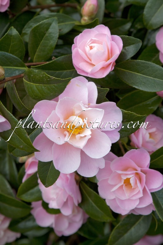 Camellia ‘Barbara Clark’