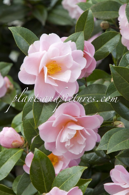 Camellia ‘Barbara Clark’