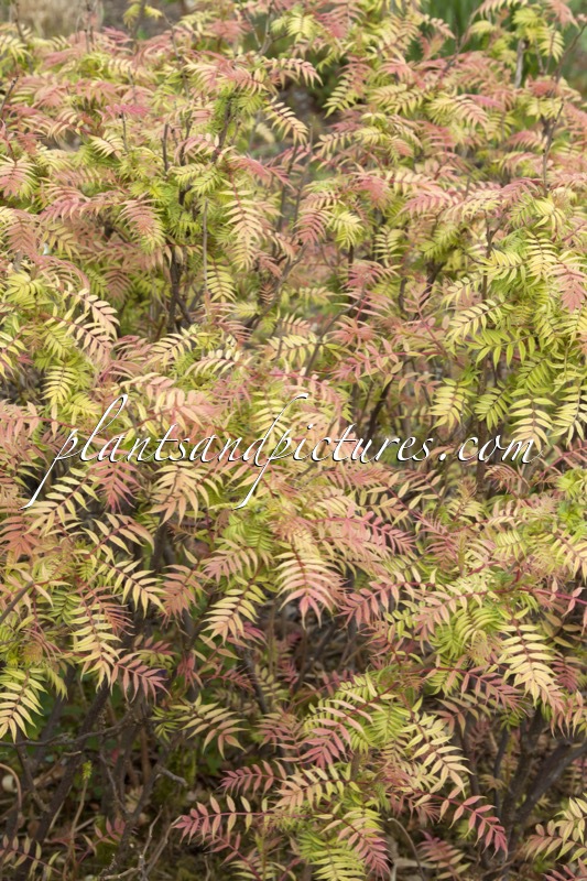 Sorbaria sorbifolia ‘Sem’