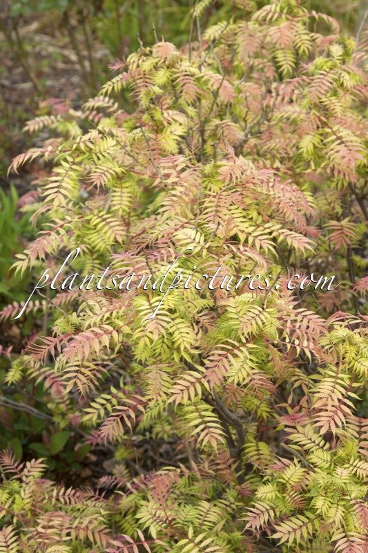 Sorbaria sorbifolia ‘Sem’