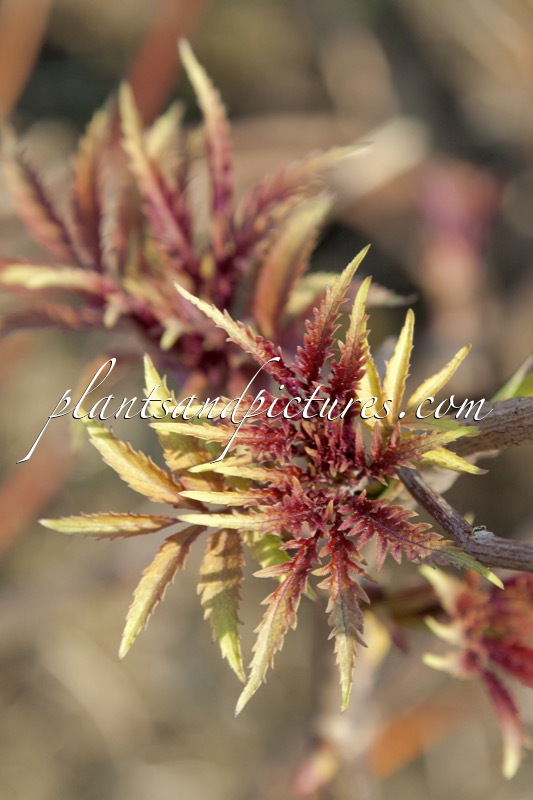 Sambucus racemosa ‘Walfinb’ (WELSH GOLD)