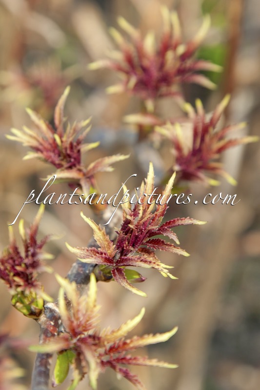 Sambucus racemosa ‘Walfinb’ (WELSH GOLD)