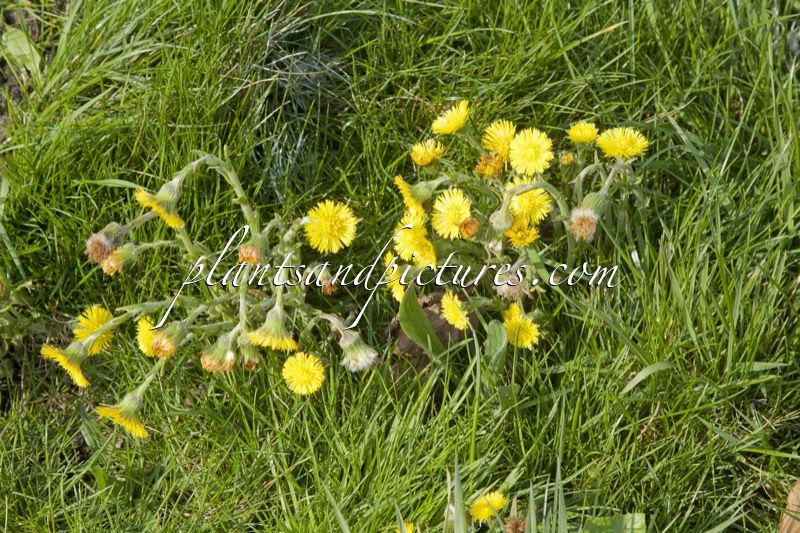 Tussilago farfara
