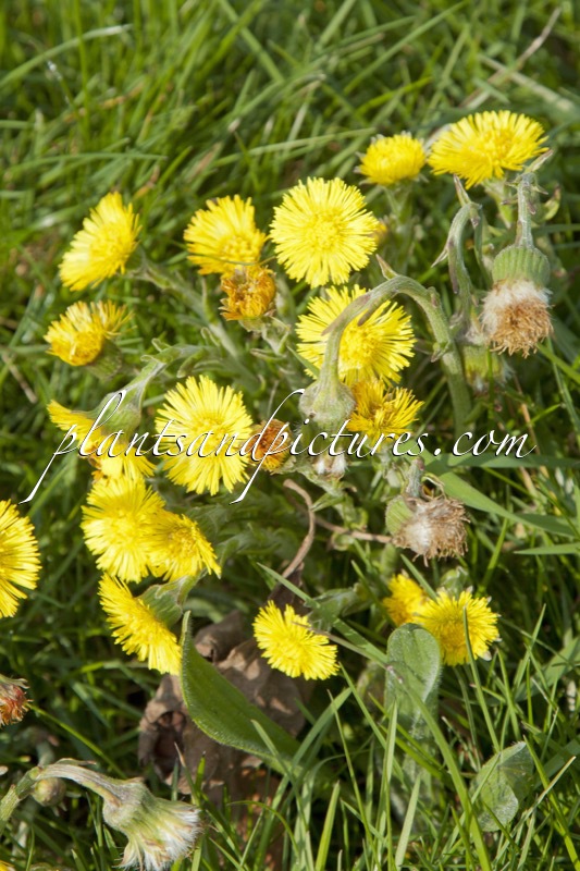 Tussilago farfara