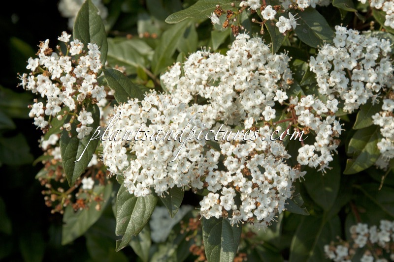 Viburnum tinus