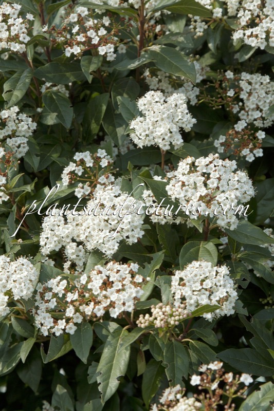 Viburnum tinus