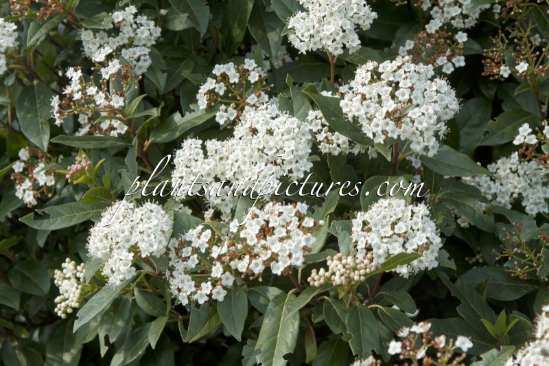 Viburnum tinus