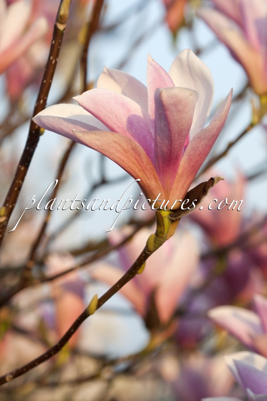 Magnolia ‘Peppermint Stick’