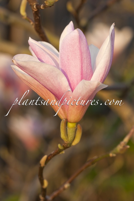 Magnolia ‘Peppermint Stick’