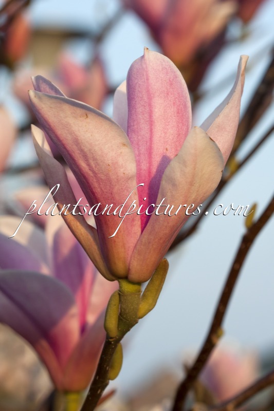 Magnolia ‘Peppermint Stick’