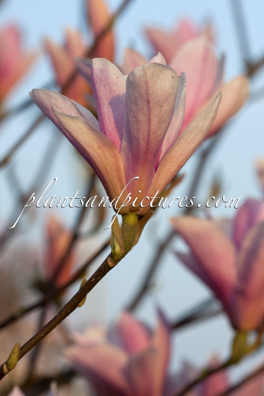 Magnolia ‘Peppermint Stick’