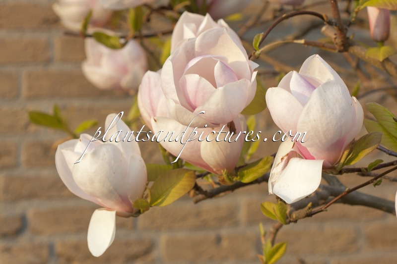Magnolia soulangeana ‘Sundew’