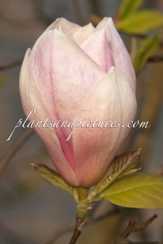 Magnolia soulangeana ‘Sundew’