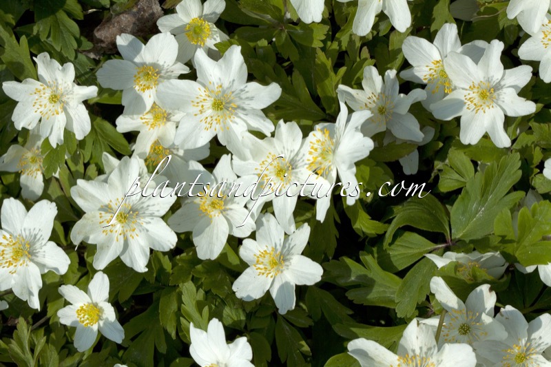 Anemone nemorosa