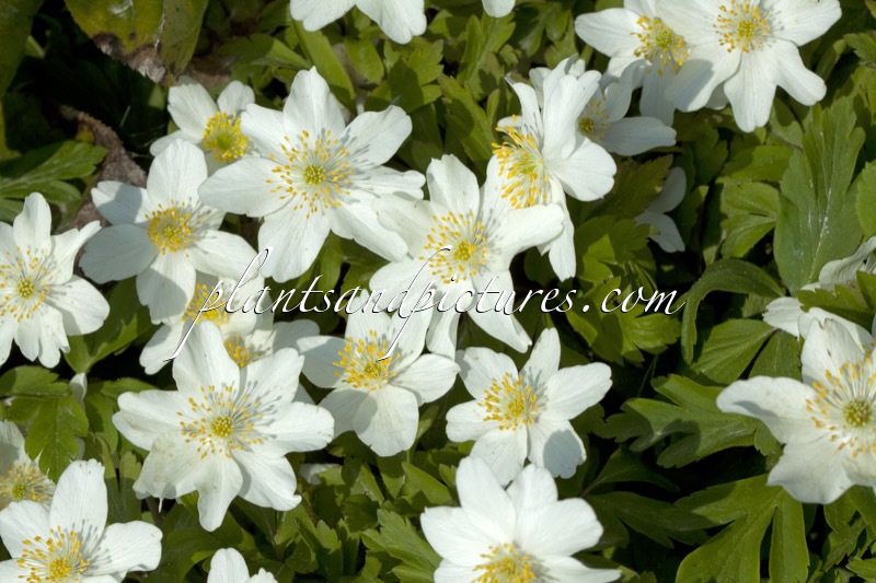 Anemone nemorosa