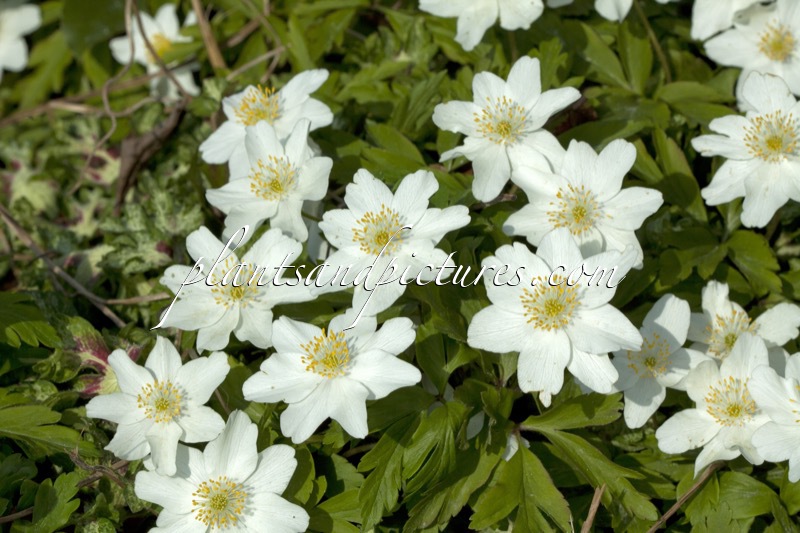 Anemone nemorosa