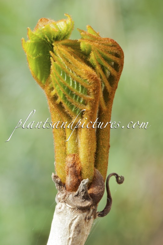 Meliosma veitchiorum