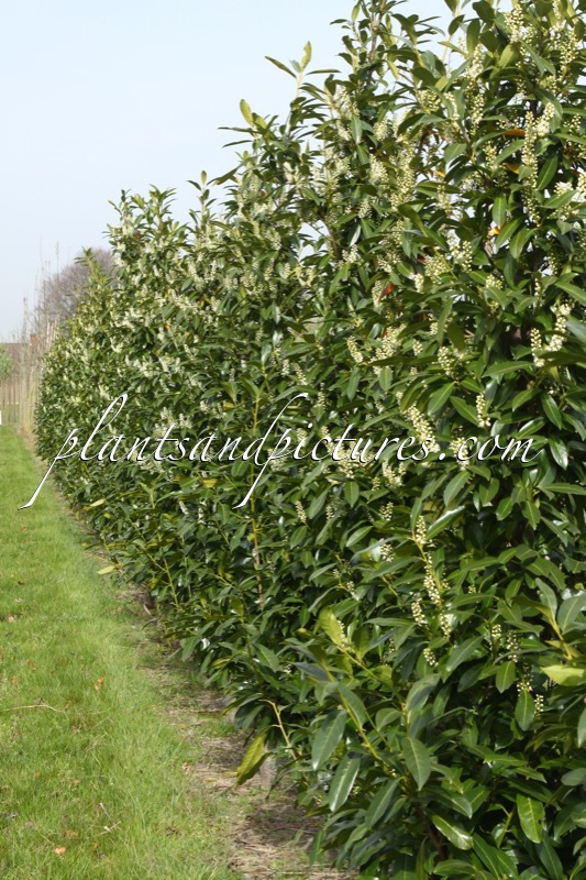 Prunus laurocerasus ‘Bokraschalk’ (GREEN DISCOVERY)