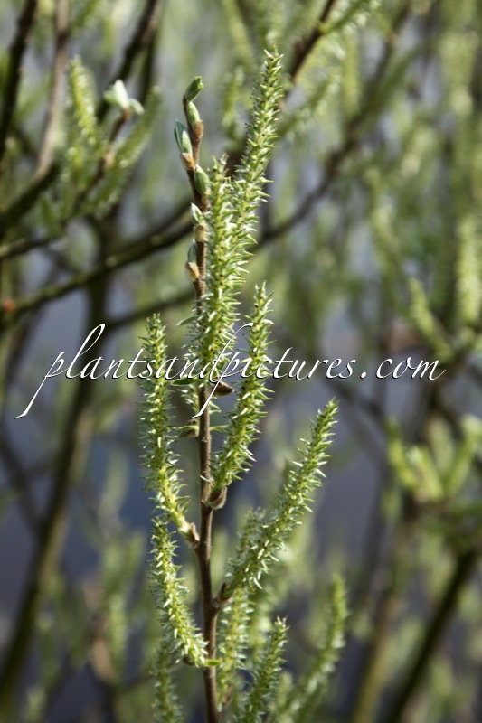 Salix alba