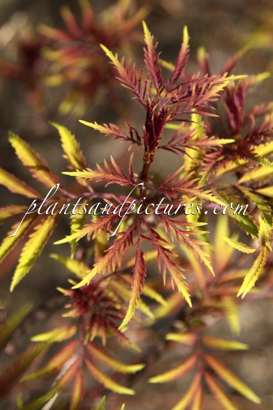 Sambucus racemosa ‘Walfinb’ (WELSH GOLD)