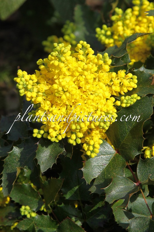 Mahonia ‘Bokrawa’ (OTTAWA)