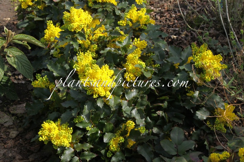 Mahonia ‘Bokrawa’ (OTTAWA)