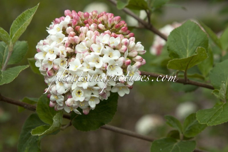 Viburnum carlcephalum