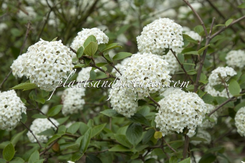 Viburnum burkwoodii ‘Burkwood’