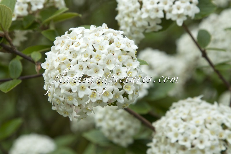 Viburnum burkwoodii ‘Burkwood’