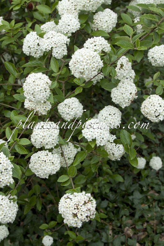 Viburnum burkwoodii ‘Burkwood’