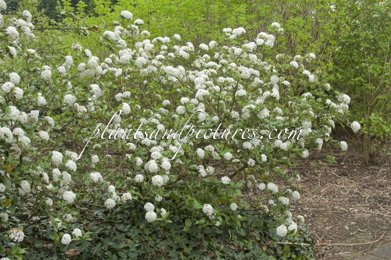 Viburnum burkwoodii ‘Annika’