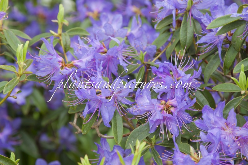 Rhododendron augustinii