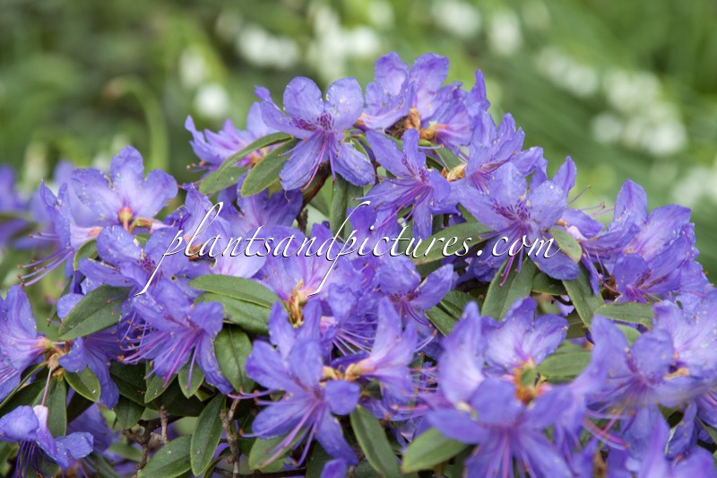 Rhododendron augustinii