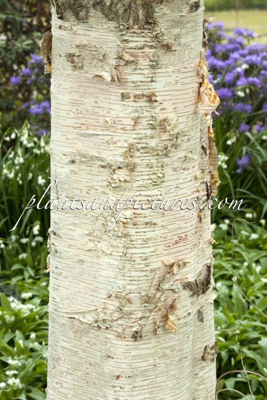 Betula ermanii ‘Blush’
