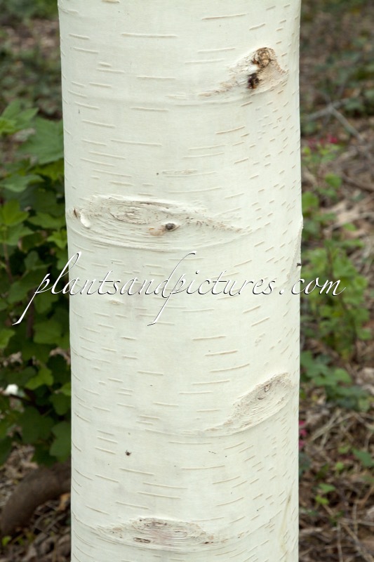Betula albosinensis ‘Fascination’