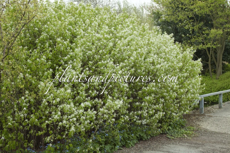 Amelanchier stolonifera