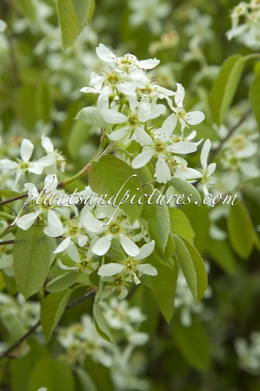 Amelanchier stolonifera
