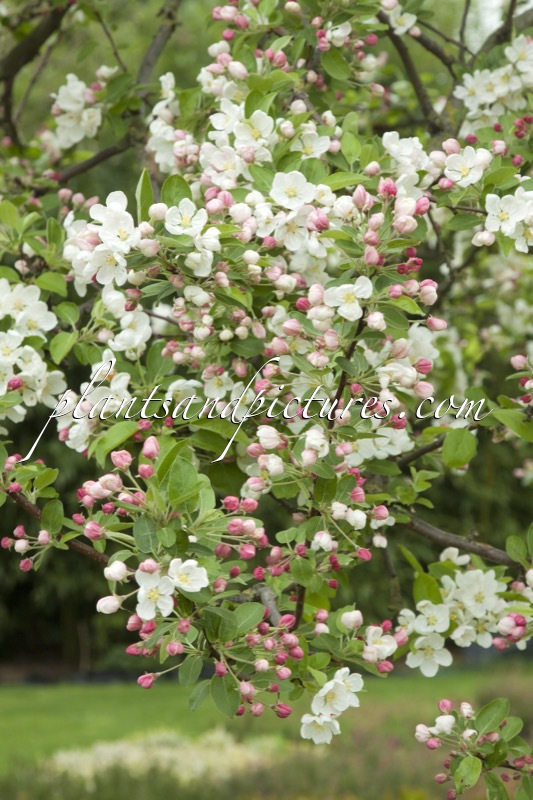 Malus ‘Red Sentinel’