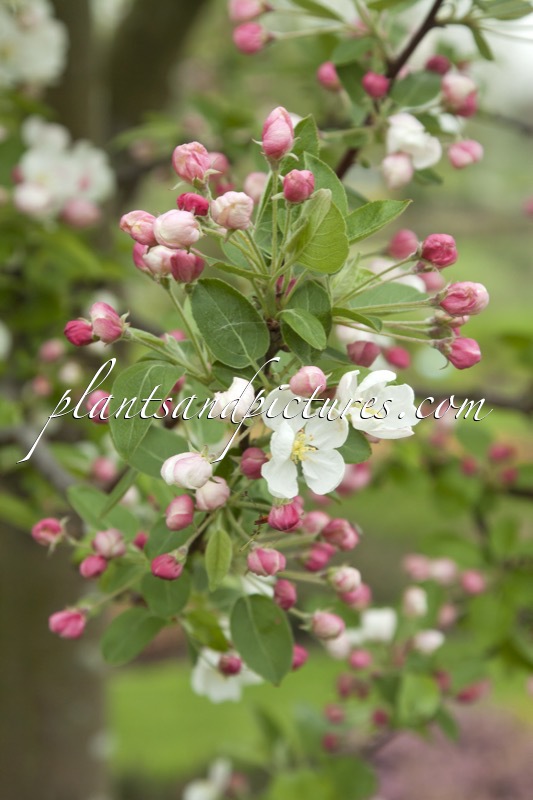 Malus ‘Red Sentinel’