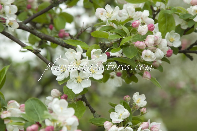 Malus ‘Red Sentinel’