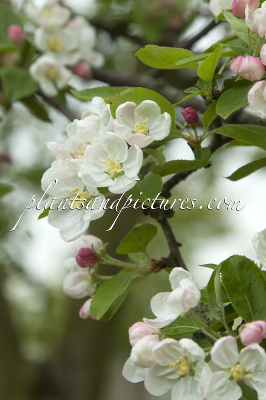 Malus ‘Red Sentinel’